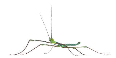 Myronides Sp, stick insect, in front of white background