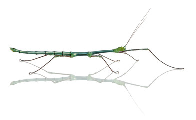 Myronides Sp, stick insect, in front of white background