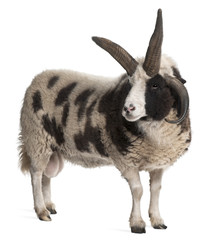 Obraz premium Multi-horned Jacob Ram, Ovis aries