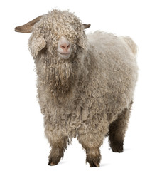 Angora goat in front of white background © Eric Isselée
