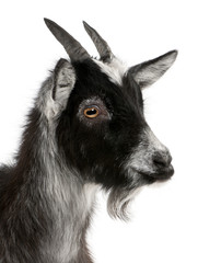 Close-up of Common Goat from the West of France