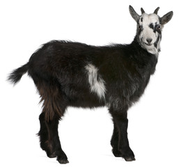 Common Goat from the West of France, Capra aegagrus hircus © Eric Isselée