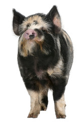 Kounini pig in front of white background