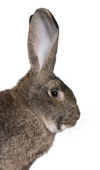 Close-up of Flemish Giant rabbit in front of white background