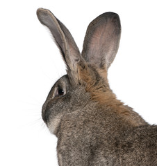 Close-up of Flemish Giant rabbit in front of white background
