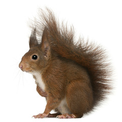 Eurasian red squirrel, Sciurus vulgaris, 4 years old