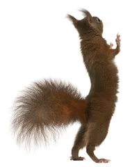 Stof per meter Euraziatische rode eekhoorn op achterpoten, Sciurus vulgaris © Eric Isselée