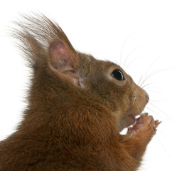 Close-up of Eurasian red squirrel, Sciurus vulgaris, 4 years old