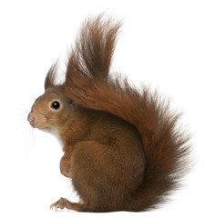 Obraz premium Eurasian red squirrel, Sciurus vulgaris, 4 years old