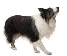 Border Collie standing in front of white background