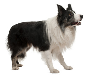 Border Collie standing in front of white background