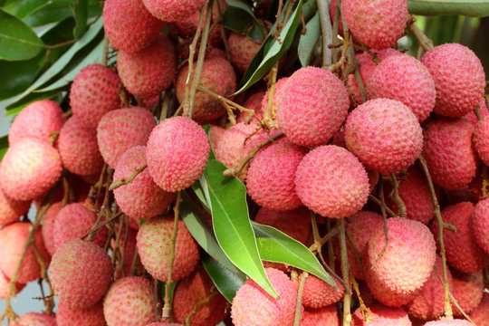 grappe de litchis, letchis