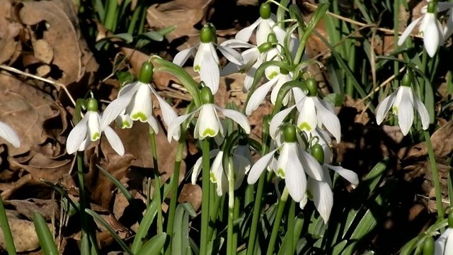 Perce neige_2