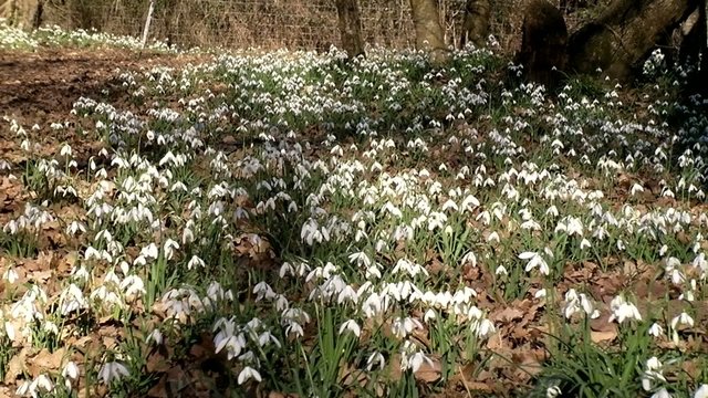 Perce neige_3