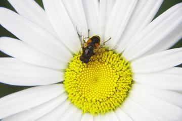 Obraz premium Margarita y abeja