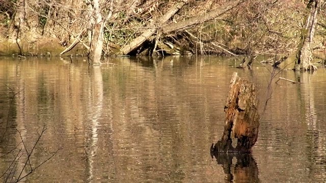 Plan d'eau_2