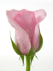 pink rose