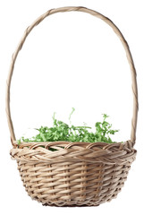 Fototapeta na wymiar Empty Easter Basket with Green Grass