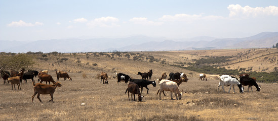 Fototapeta na wymiar Goats in desert
