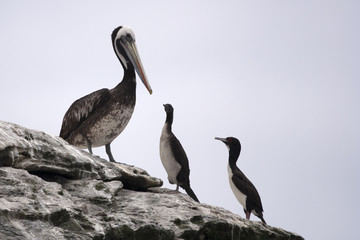 Bird colony nesting on rock