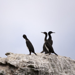 Obraz premium Bird colony nesting on rock