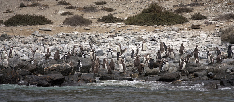 Penguin Humboldt colony