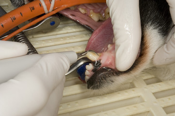 Tierarzt