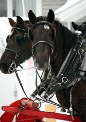 chevaux et attelages