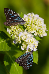 Obraz premium Butterfly Garden Samui