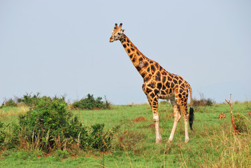 Giraffe in the african savannah