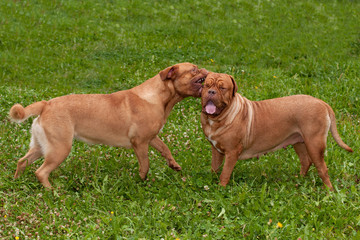 Two dogs of Dogue De Bordeaux breed playing in the garden