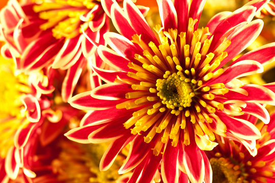 chrysanthemum flower closeup photo.