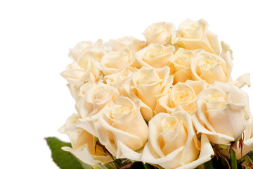 cream roses