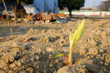 a young plant growing in a ruins