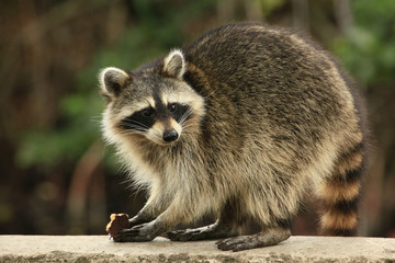 Cute raccoon nibles a chocolate cookie - obrazy, fototapety, plakaty