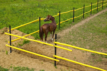 Naklejka premium Dreaming of Freedom
