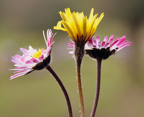 fleurs....primeurs