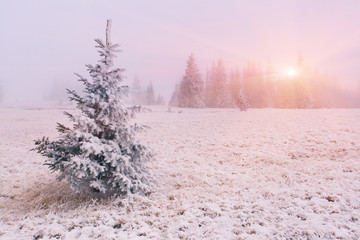 Winter landscape with fog. Sunrise