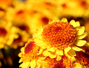 yellow flower