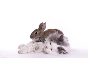 Cat and rabbit