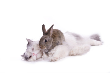 Cat and rabbit