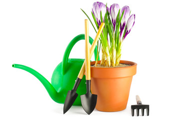 Blooming violet crocuses in terracotta flower pot