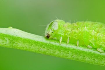 caterpillar