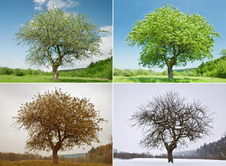 tree