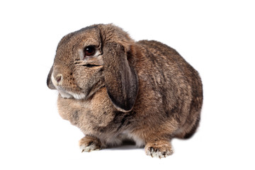 Adorable rabbit isolated on white