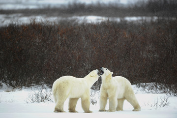 Dialogue of polar bears