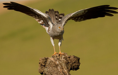 Aguilucho Cenizo