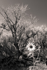 Black and White Sunflower Sagebrush New Mexico
