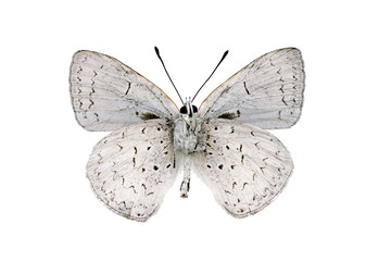 Fototapeta na wymiar Butterfly underside, Common Pencil Blue, Candalides absimilis, m