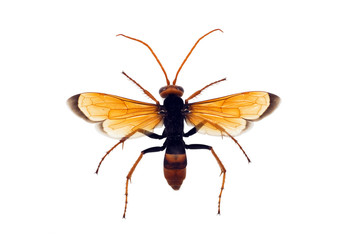 Wasp, Orange Potter, Eumenes latreilli, length 17mm, wingspan 36